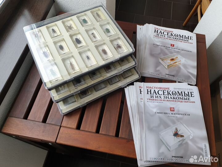 Насекомые и их знакомые коллекция