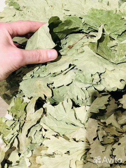 Дубовый веник