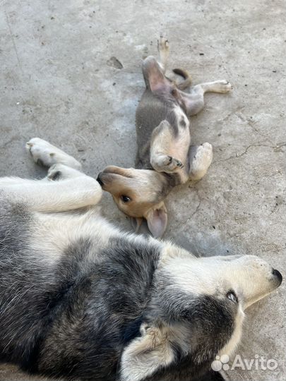 Щенок в добрые руки