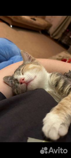 Кошка