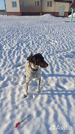 Курцхаар вязка