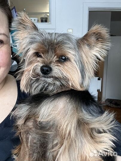 Передержка собак