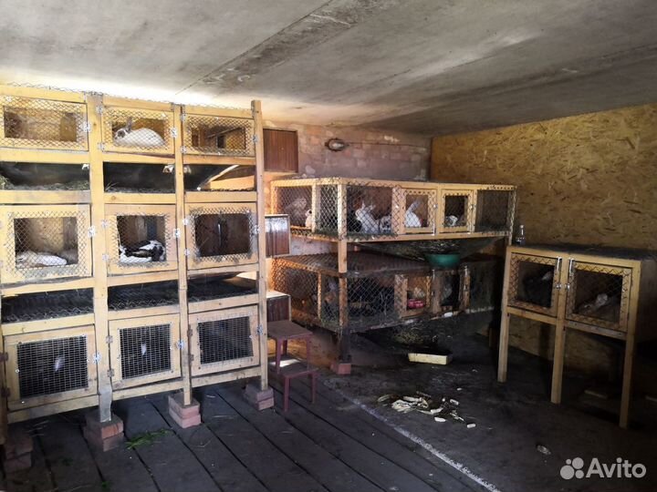 Продам кроликов