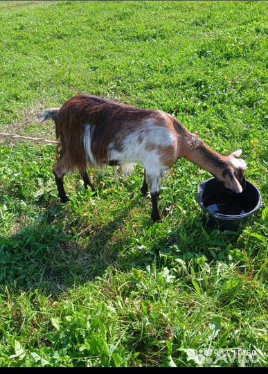 Домашние животные