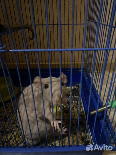 Крыса сфинкс