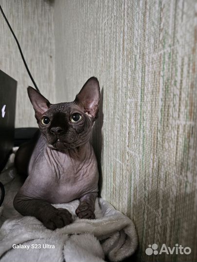 Канадский сфинкс Вязка