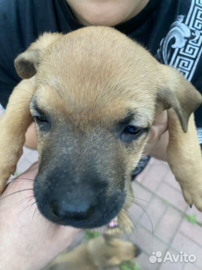 Щенки питбуля