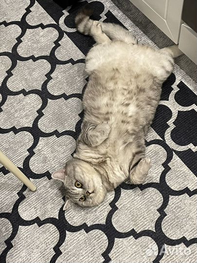 Кот ищет кошечку