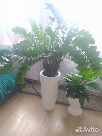 Замиокулькас