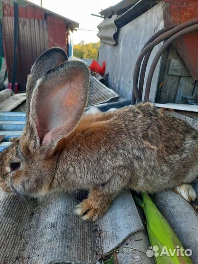Кролики Фландр,рекс,калифорнийцы