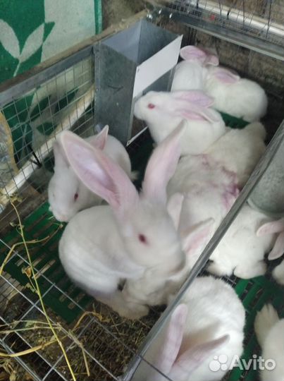 Калифорнийские кролики