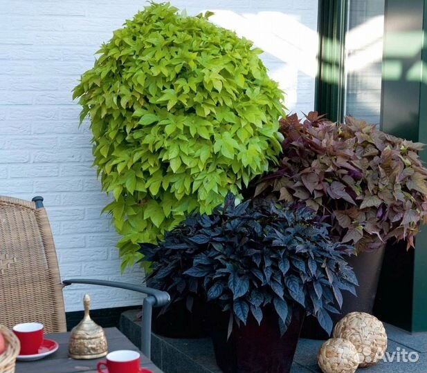 Ипомея батат