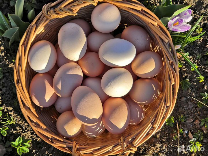 Домашние куриные яйца