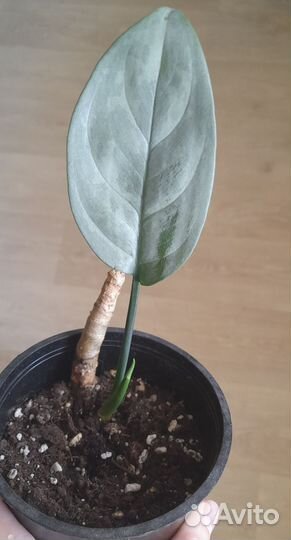 Сингониум Уайт Империал,аглаонемы