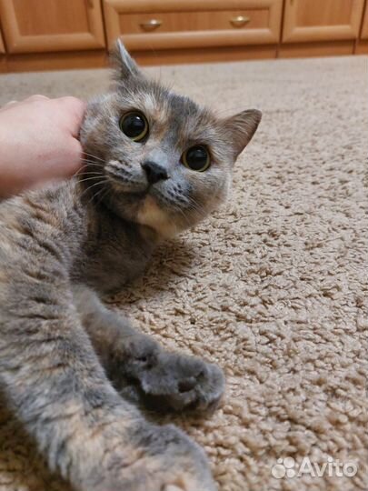 Британская