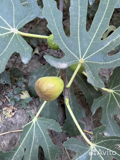 Инжир свежий