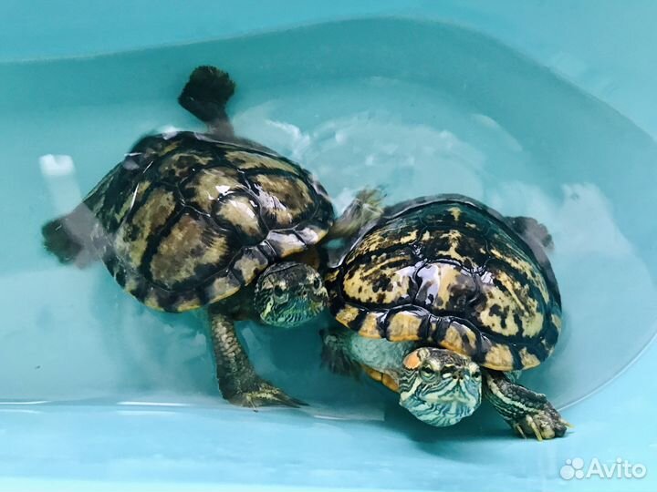 Две красноухие черепахи в добрые руки