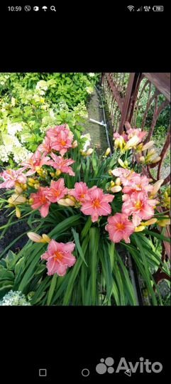 Многолетники