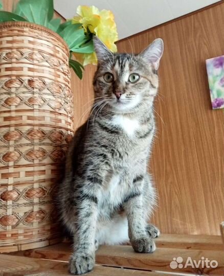 Индивидуальная передержка для котов и кошек