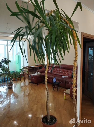 Цветы домашние Юкка, Малочай,Дефинбахия,Фикус и др