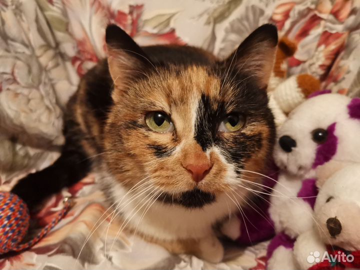 Трехцветная кошка