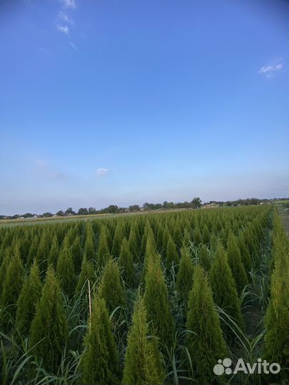 Туя Смарагд