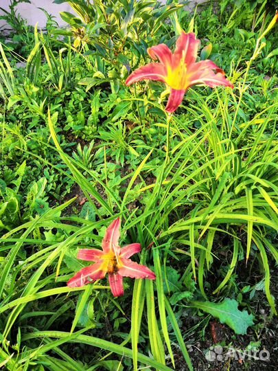 Сортовой бордюрный лилейник