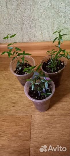 Мирты (2 вида) Спатифиллум Джемини