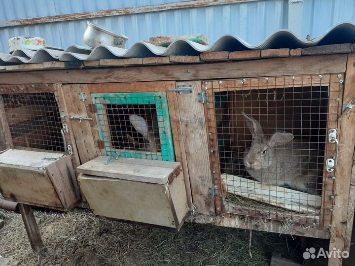 Клетки для кроликов бу