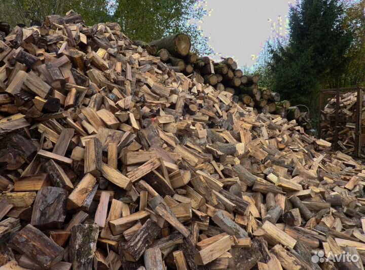 Береза на выбор