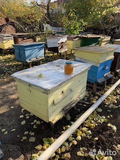 Мёд пчелиный