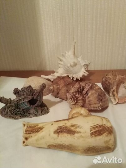 Морские ракушки для аквариума