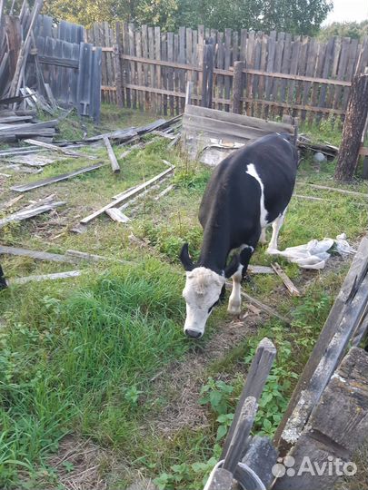 Корова телята