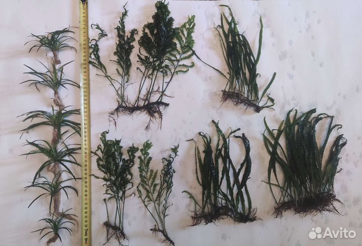 Аквариумные растения