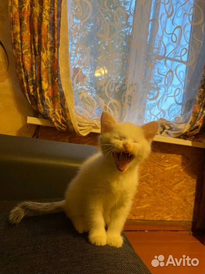 Кошка в дар