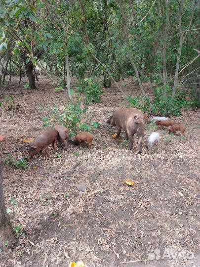 Поросята породы Дюрок