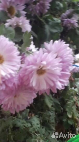 Цветы для сада