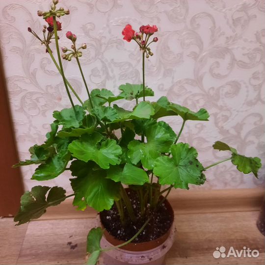 Герань пеларгония розебудная