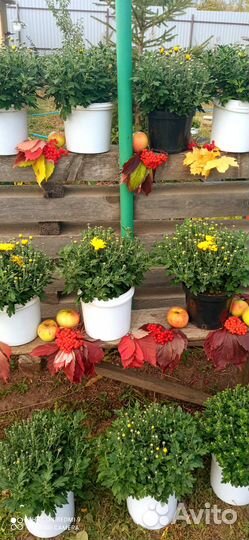 Хризантема мультифлора