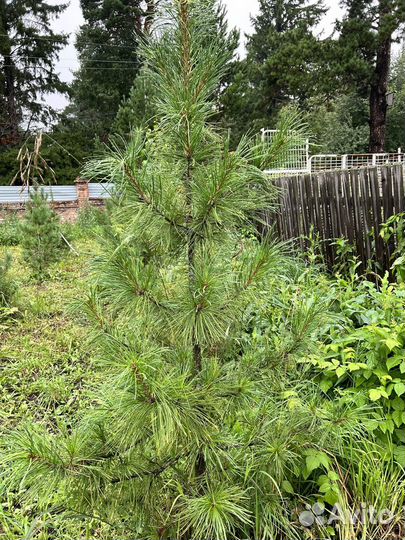 Саженцы кедра 10-12 лет. Цена договорная