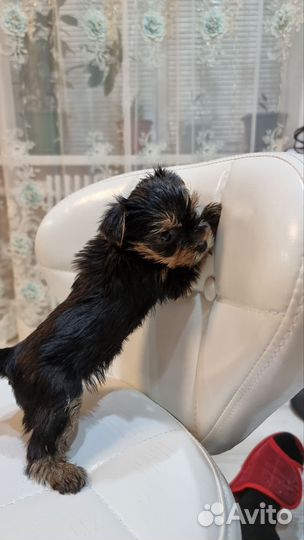 Йоркширский терьер мини беби фейс щенки