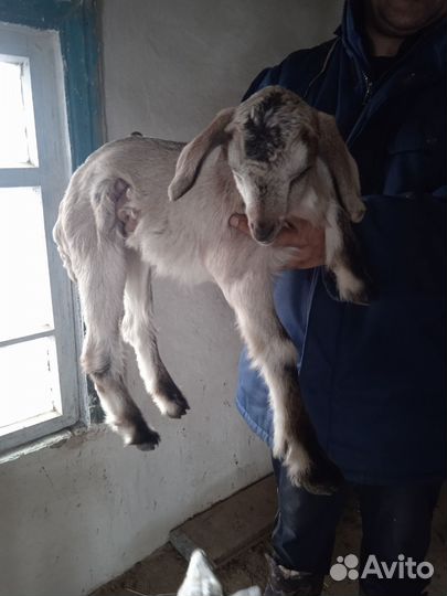 Нубийские козлята