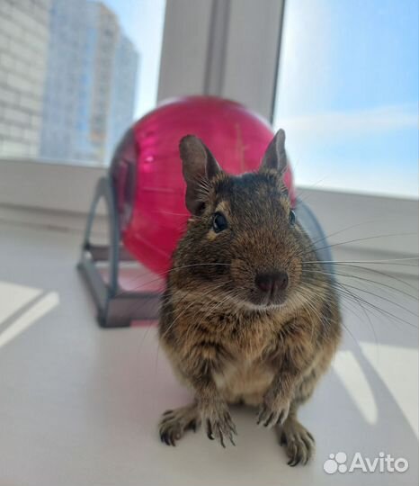 Шар для грызунов