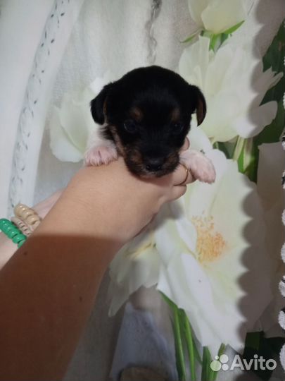 Йоркширский терьер щенки