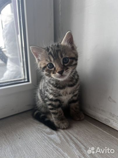 Бенгальские котята