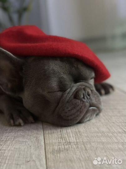 Французский бульдог кабель вязка