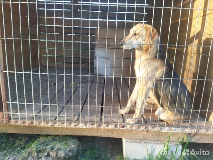 Русская гончая