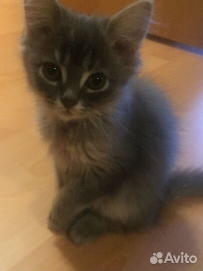 Британские котята