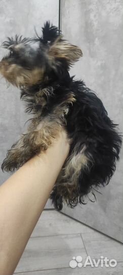 Йоркширский терьер щенки девочки