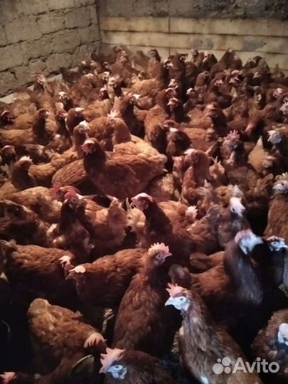 Куры несушки